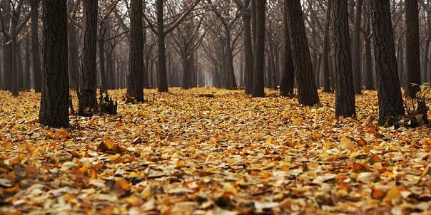 Hojas de otoño